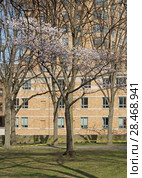 Sakura Park is public park. It was originally called Claremont Park, but renamed in 1912 after Committee of Japanese Residents of New York donated 2,500 cherry blossom trees to city (2018 год). Стоковое фото, фотограф Валерия Попова / Фотобанк Лори