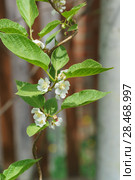 Цветение кустарниковой лианы актинидия коломикта (лат. Actinidia kolomikta) Стоковое фото, фотограф Наталья Гармашева / Фотобанк Лори