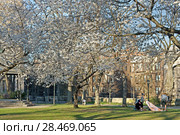 People are resting in blooming Sakura Park. Нью-Йорк, США (2018 год). Редакционное фото, фотограф Валерия Попова / Фотобанк Лори