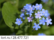 Незабудка (Myosotis) крупным планом. Стоковое фото, фотограф Ирина Носова / Фотобанк Лори