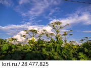Борщевик Сосновского (лат. Heracleum sosnowskyi) Стоковое фото, фотограф Ольга Сейфутдинова / Фотобанк Лори