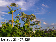 Борщевик Сосновского (лат. Heracleum sosnowskyi) Стоковое фото, фотограф Ольга Сейфутдинова / Фотобанк Лори