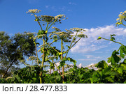 Борщевик Сосновского (лат. Heracleum sosnowskyi) Стоковое фото, фотограф Ольга Сейфутдинова / Фотобанк Лори