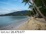 Palm trees on beach, Koh Samui, Surat Thani Province, Thailand. Стоковое фото, фотограф Keith Levit / Ingram Publishing / Фотобанк Лори