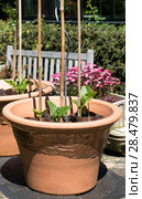 Runner beans growing in pots in garden. Стоковое фото, агентство Ingram Publishing / Фотобанк Лори