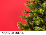 Christmas tree on red background. Стоковое фото, агентство Ingram Publishing / Фотобанк Лори