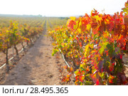 Sunrise in vineyard at Utiel Requena tempranillo bobal grape vineyards spain. Стоковое фото, фотограф Tono Balaguer / Ingram Publishing / Фотобанк Лори