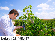 Winemaker oenologist checking Tempranillo wine grapes ready for harvest in Mediterranean. Стоковое фото, фотограф Tono Balaguer / Ingram Publishing / Фотобанк Лори