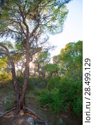 Calderona Sierra pine forest in Serra Naquera of Valencia Spain. Стоковое фото, фотограф Tono Balaguer / Ingram Publishing / Фотобанк Лори