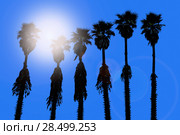 California palm trees washingtonia western surf flavour in US (2013 год). Стоковое фото, фотограф Tono Balaguer / Ingram Publishing / Фотобанк Лори