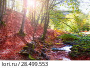 Autumn Selva de Irati fall beech jungle in Navarra Pyrenees of Spain. Стоковое фото, фотограф Tono Balaguer / Ingram Publishing / Фотобанк Лори