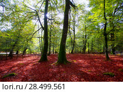 Autumn Selva de Irati fall beech jungle in Navarra Pyrenees of Spain. Стоковое фото, фотограф Tono Balaguer / Ingram Publishing / Фотобанк Лори