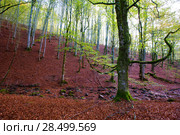Autumn Selva de Irati fall beech jungle in Navarra Pyrenees of Spain. Стоковое фото, фотограф Tono Balaguer / Ingram Publishing / Фотобанк Лори