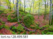 Autumn Selva de Irati fall beech jungle in Navarra Pyrenees of Spain. Стоковое фото, фотограф Tono Balaguer / Ingram Publishing / Фотобанк Лори