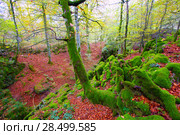 Autumn Selva de Irati fall beech jungle in Navarra Pyrenees of Spain. Стоковое фото, фотограф Tono Balaguer / Ingram Publishing / Фотобанк Лори