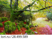 Autumn Selva de Irati fall beech jungle in Navarra Pyrenees of Spain. Стоковое фото, фотограф Tono Balaguer / Ingram Publishing / Фотобанк Лори