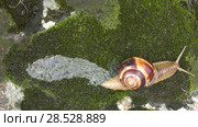 Улитка Achatina fulica движется по мху. Snail Achatina fulica moves on the moss. Стоковое видео, видеограф Евгений Романов / Фотобанк Лори