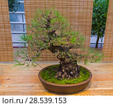 Бонсай - сосна Тунберга, или черная японская сосна (Pinus thunbergii). Возраст - около 70 лет. Выставка японских бонсай в Аптекарском огороде, Москва (2017 год). Редакционное фото, фотограф Сергей Рыбин / Фотобанк Лори