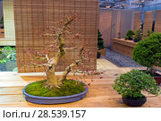 Бонсай - клен дланевидный (Acer palmatum). Возраст - около 50 лет. Выставка японских бонсай в Аптекарском огороде, Москва (2017 год). Редакционное фото, фотограф Сергей Рыбин / Фотобанк Лори