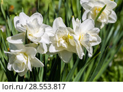 White narcissus (Narcissus poeticus) Стоковое фото, фотограф Ольга Сейфутдинова / Фотобанк Лори
