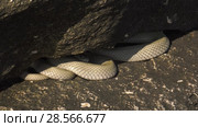 Водяной уж на побережье Каспийского моря. Dice snake on the coast of the Caspian sea. Стоковое видео, видеограф Евгений Романов / Фотобанк Лори