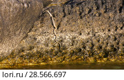 Водяной уж на побережье Каспийского моря. Dice snake on the coast of the Caspian sea. Стоковое фото, фотограф Евгений Романов / Фотобанк Лори