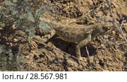 Степная агама в естественной среде обитания. Steppe Agama in habitat. Стоковое видео, видеограф Евгений Романов / Фотобанк Лори