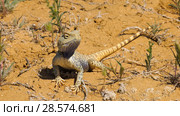 Степная агама в естественной среде обитания. Steppe Agama in habitat. Стоковое фото, фотограф Евгений Романов / Фотобанк Лори