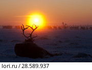 Самец северного оленя на снегу на фоне стада. Male reindeer in the snow on the background of the herd. Стоковое фото, фотограф Евгений Романов / Фотобанк Лори