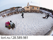 Оленевод-манси с пойманным северным оленем. Herder-mansi caught a reindeer. Стоковое фото, фотограф Евгений Романов / Фотобанк Лори