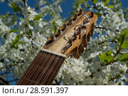 Vihuela de mano of the 16th century. Стоковое фото, фотограф Дмитрий Черевко / Фотобанк Лори