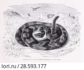 Гремучая змея (Crotalus durissus) - рисунок  из книги А. Брэма "Жизнь животных" 1896 г. Стоковая иллюстрация, иллюстратор Вера Смолянинова / Фотобанк Лори