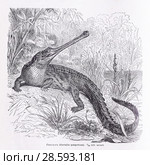 Гавиал (Gavialis gangeticus) - рисунок  из книги А. Брэма "Жизнь животных" 1896 г. Стоковая иллюстрация, иллюстратор Вера Смолянинова / Фотобанк Лори