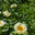 Пион межвидовой гибрид Лемон Шиффон. Herbaceous Peonies 'Lemon Chiffon' in flower. Стоковое фото, фотограф Ольга Сейфутдинова / Фотобанк Лори