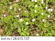 Ветреница дубравная (Anemone nemorosa) Стоковое фото, фотограф Ольга Сейфутдинова / Фотобанк Лори