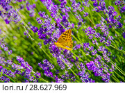 Бабочка Перламутровка Пандора (лат. Argynnis pandora) на цветке лаванды. Стоковое фото, фотограф Natalia Sidorova / Фотобанк Лори