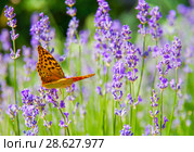 Бабочка Перламутровка Пандора (лат. Argynnis pandora) на цветке лаванды. Стоковое фото, фотограф Natalia Sidorova / Фотобанк Лори