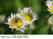 Паук-рысь Oxyopes lineatus на цветках Мелколепестника или Тонколучника однолетнего (лат. Erigeron или Phalacroloma annuus)  семейства Сложноцветные (Compositae). Охотник в засаде. Стоковое фото, фотограф Наталья Гармашева / Фотобанк Лори