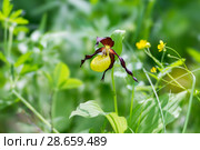 Rare specieswild orchid Lady's Slipper Real (Cypripedium calceolus) on a sunny forest meadow. Стоковое фото, фотограф Светлана Попова / Фотобанк Лори