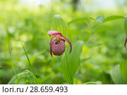 Rare species of wild orchids grandiflora Lady's Slipper (Cypripedium ventricosum) on a green background, in a natural environment. Стоковое фото, фотограф Светлана Попова / Фотобанк Лори