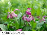 Group rare species of wild orchids grandiflora Lady's Slipper (Cypripedium ventricosum) against the background of green grass. Стоковое фото, фотограф Светлана Попова / Фотобанк Лори