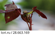 Тля на розе. Aphids on rose branch. Стоковое видео, видеограф Ольга Сейфутдинова / Фотобанк Лори