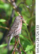 Обыкновенная чечётка, или просто чечётка (лат. Carduelis flammea). Ямало-Ненецкий автономный округ. Стоковое фото, фотограф Григорий Писоцкий / Фотобанк Лори