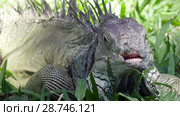 Big green iguana on a green grass. Стоковое видео, видеограф Куликов Константин / Фотобанк Лори
