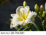 White daylily hemerocallis. Стоковое фото, фотограф Юлия Бабкина / Фотобанк Лори