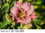 Pink daylily hemerocallis. Стоковое фото, фотограф Юлия Бабкина / Фотобанк Лори