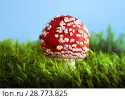 Mushrooms Fly agaric in summer forest. Стоковое фото, фотограф ElenArt / Фотобанк Лори