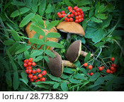 Mushrooms in summer forest. Стоковое фото, фотограф ElenArt / Фотобанк Лори