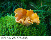 Mushrooms in summer forest. Стоковое фото, фотограф ElenArt / Фотобанк Лори