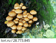 Mushrooms in summer forest. Стоковое фото, фотограф ElenArt / Фотобанк Лори